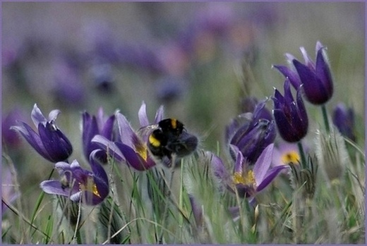 Koniklec