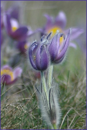 Violet