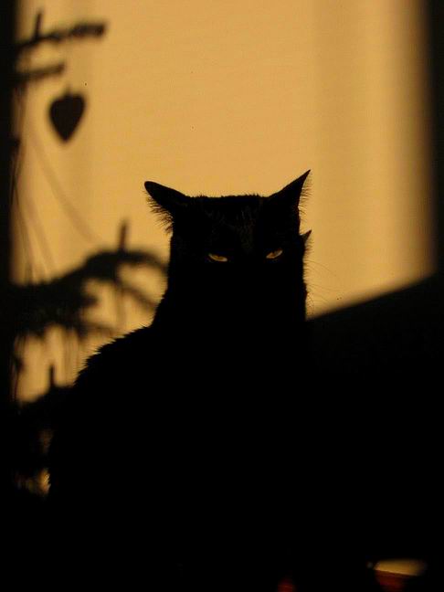 Black cat