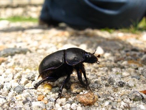 black beetle