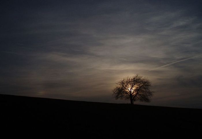 Temný strom
