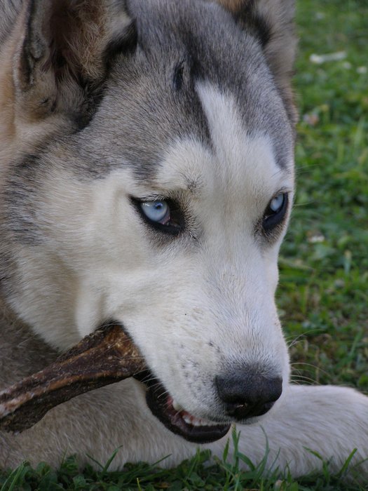 Akela