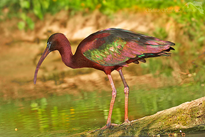 Ibis hnědý (Plegadis falcinellus)