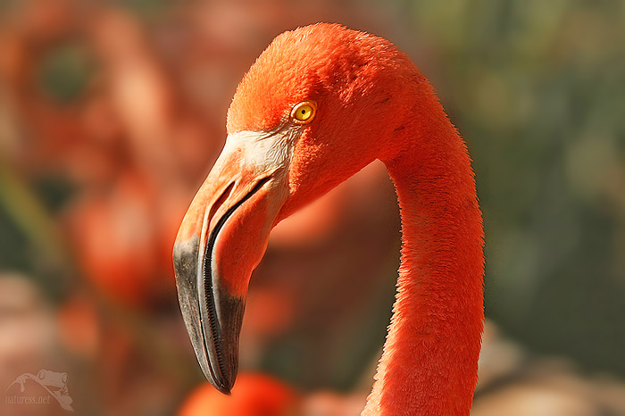 Plameňák růžový (Phoenicopterus ruber)