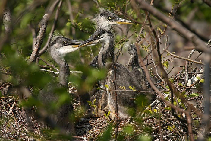 Volavka popelavá (Ardea cinerea)