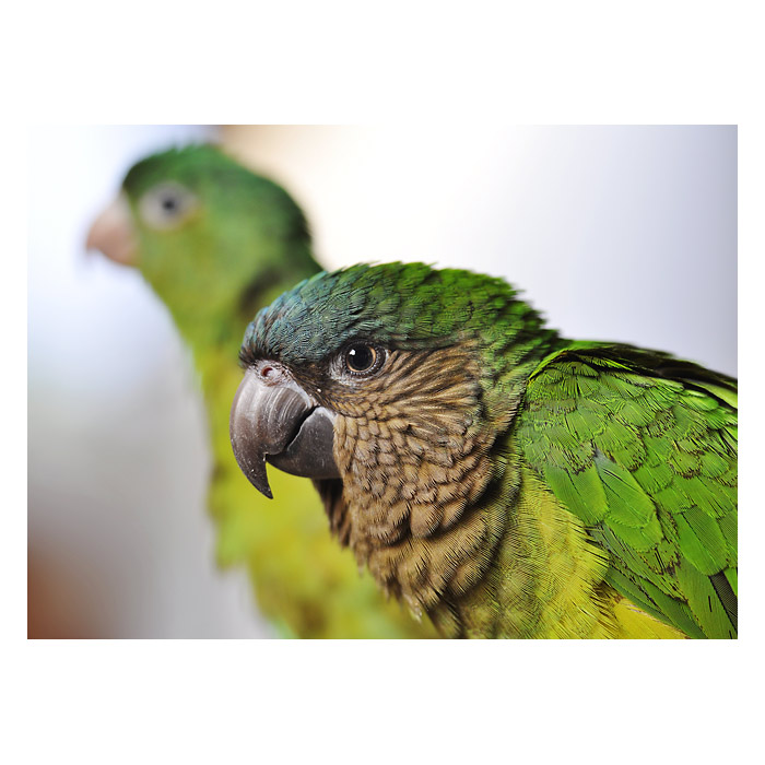 aratinga