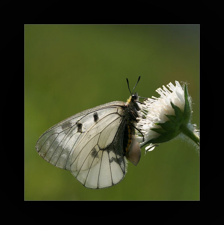 Jasoň chochlačkový ( parnassius mnemosyne L.)