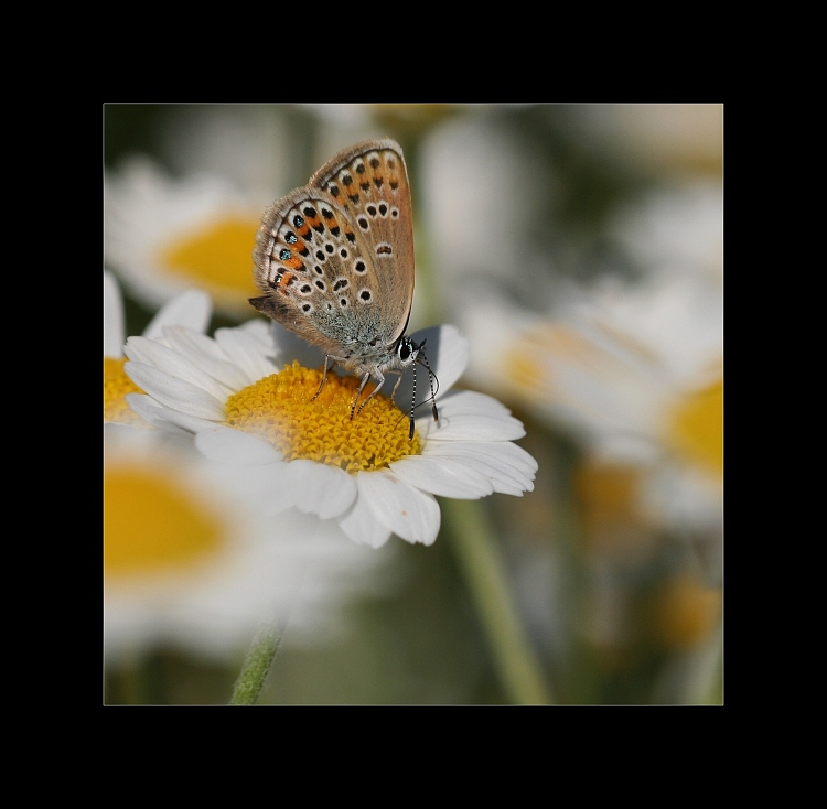 Modráčik v Rumančeku