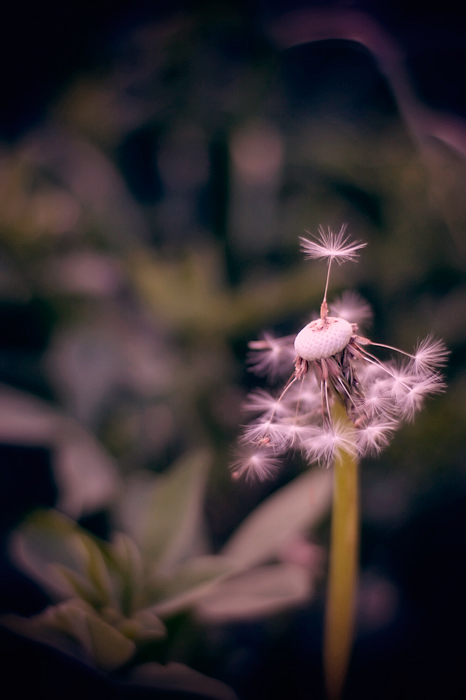 ...last man standing...