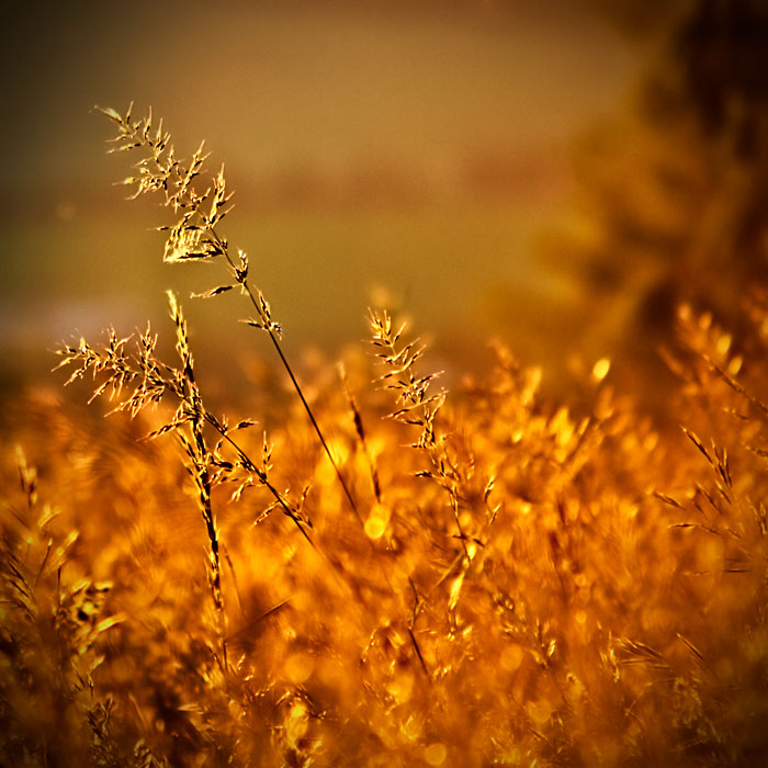 ...podvečerní světlo...