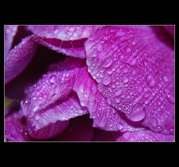 ... Ranní rosa ...