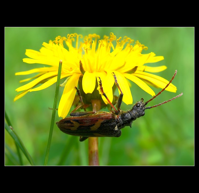 ... Tesařík dvoupásovaný (Rhagium bifasciatum) ...