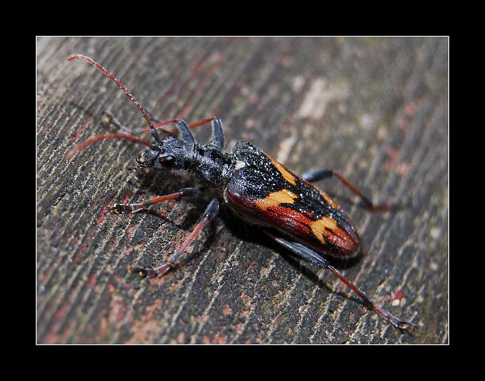 ... Tesařík dvoupásovaný (Rhagium bifasciatum) II. ...