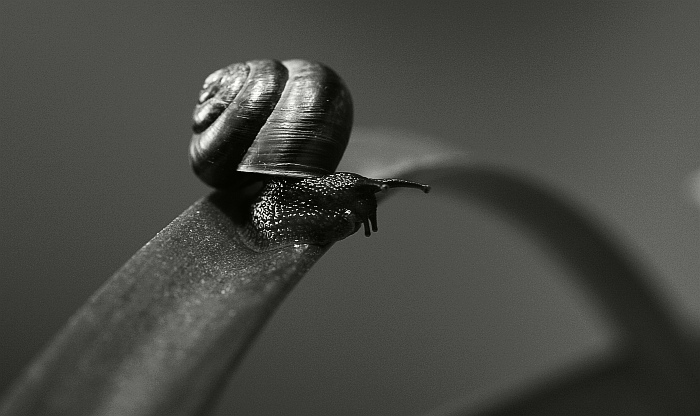 Skočím či neskočím ?