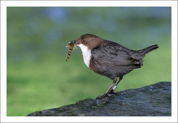 pták roku 2009 skorec vodní s vrankou
