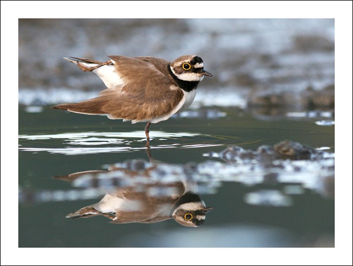 baletka říční :-)