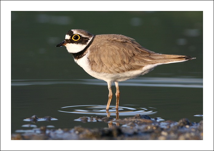 kulík říční :-)