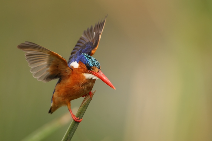 Nejmenší z nejmenších