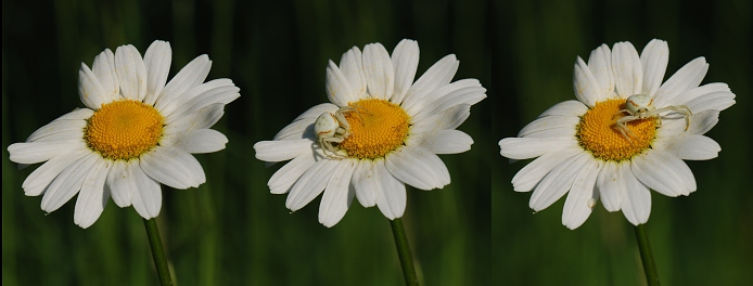 když zozkvetou kopretiny