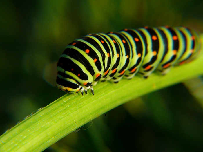 čo raz zo mňa bude ?