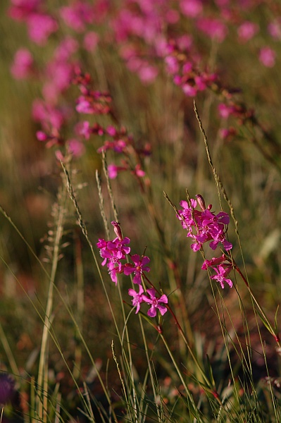 Lychnis viscaria