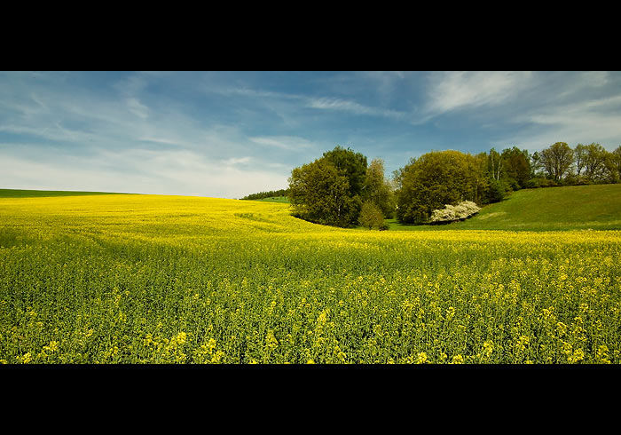 O krajině převážně žluté