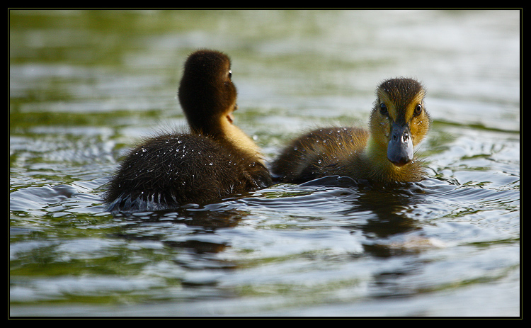...bracho, koukej na toho vola, co dela ...