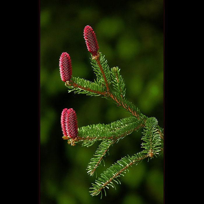 ***KDYŽ KVETE JEHLIČNAN***