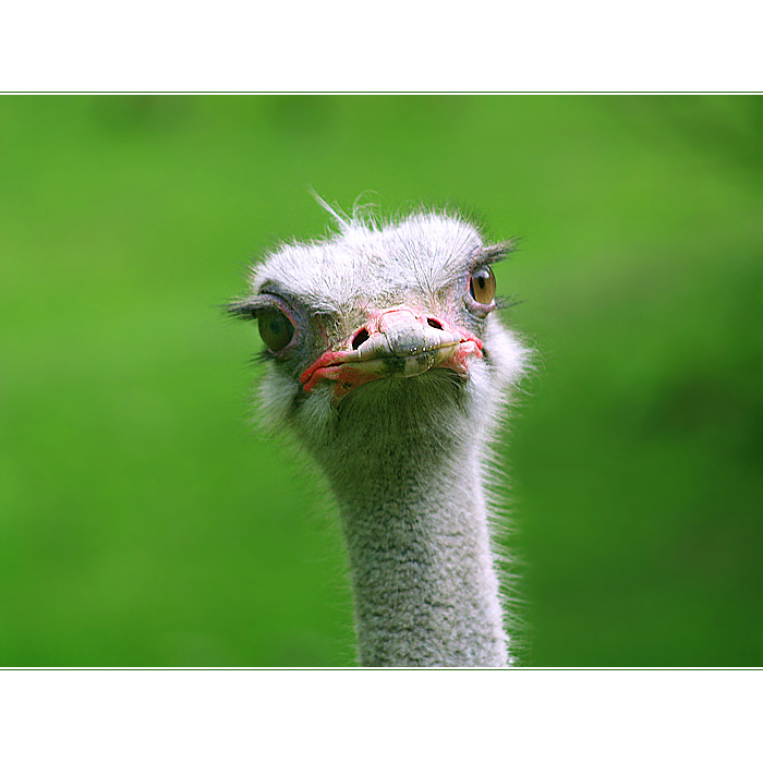 ***JÁ TĚ MILUJU***