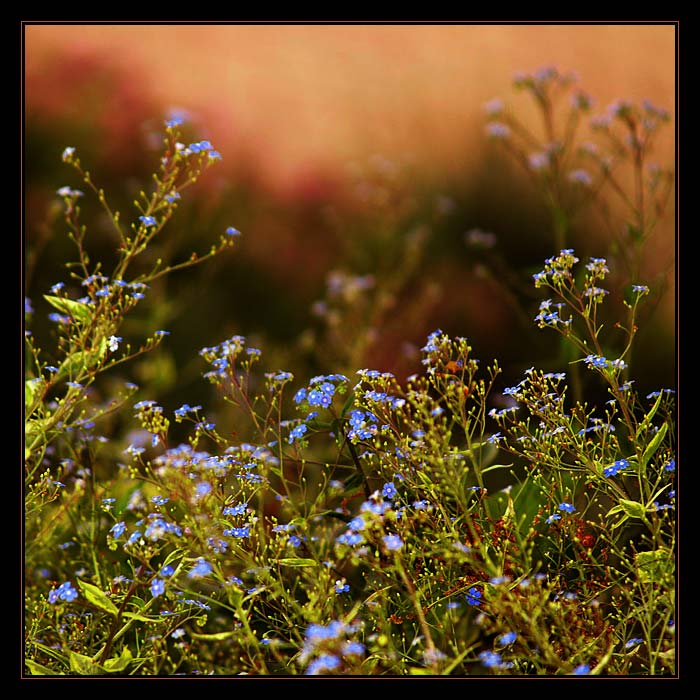 ***MŮJ VEČER V TRÁVĚ***