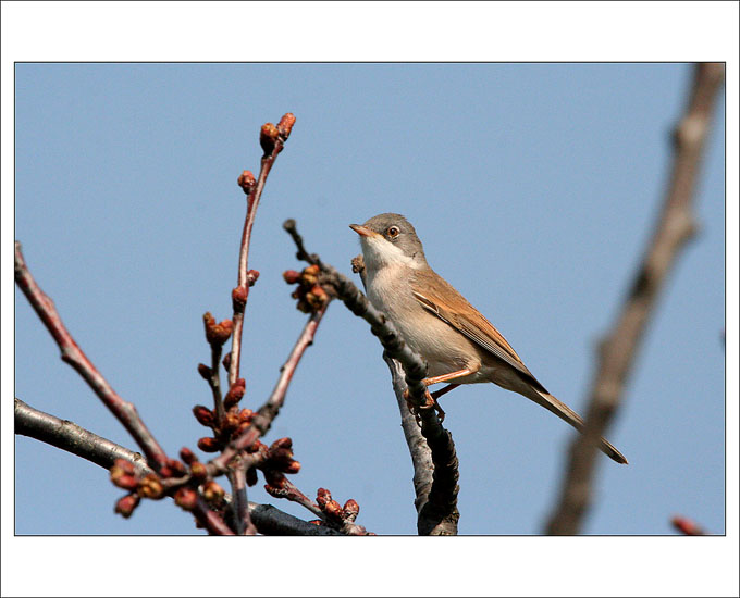 Pěnice hnědokřídlá