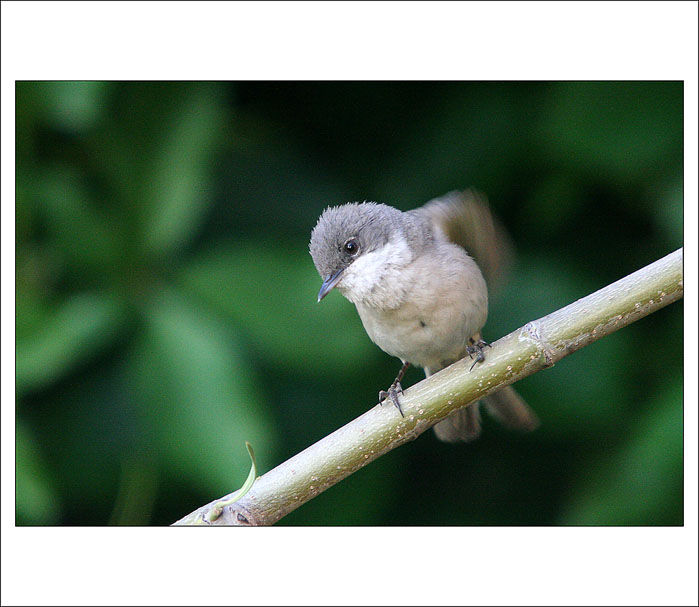 Pěnice hnědokřídlá