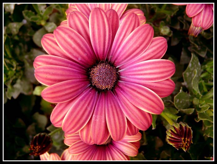 Flora