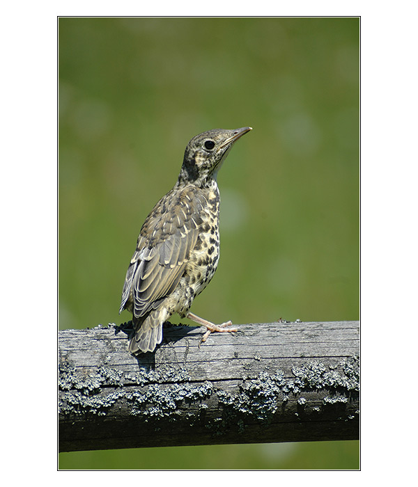 = Aniatlas Nepomoh =