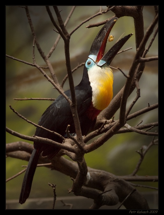 .. letmá sváča ..