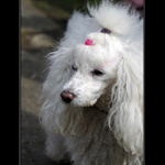 Psí portrét fešandy...