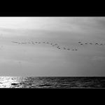 Ptačí hra v oblacích