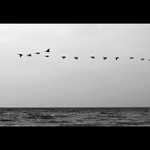 Ptačí hra v oblacích II.