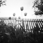 tulipány pro Anryho