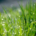 Májové luční noty