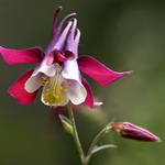 S rozpjatými křídly ...