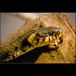 Úžovka Obojková II