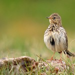  ...Z dánského vřesoviště...