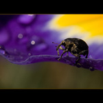 A kua, tudma to nepůjde.."