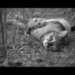 ..Čičinus zahradnikus..