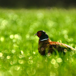 Bažantí sexuální dimorfismus