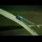 Šidélko kroužkované