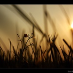 Čo sa deje v tráve..