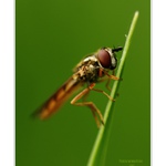 Mírně nakloněná jednička