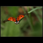 ...áááá letíííímmmm